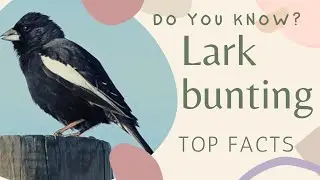 lark bunting facts 🦜 medium-sized American sparrow 🦜 state bird of Colorado 🇺🇸