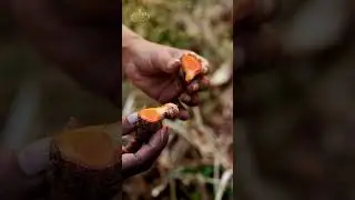 Turmeric Harvest | Geethas Home2Home | Geethas Turmeric