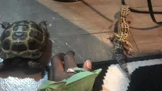 Welcome to reptile channel