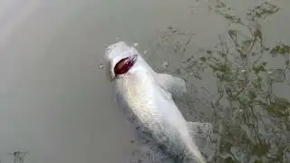Grand Union Canal Zander 60cm catch and release 