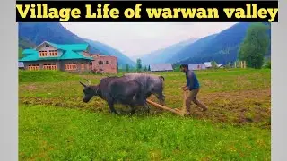 Village life of warwan valley (VillageAftee) #villagelife #warwanvalley