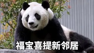 都说铁打的福宝流水的邻居，福宝喜提新邻居航宝，又为福宝新添了一份气味！#萌宠#熊猫#福宝