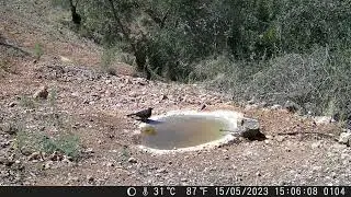 Fototrampeo (Vida en el bebedero 3) (Aves)
