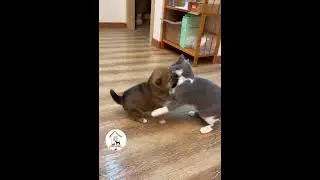 Wait Me Two Months 🐶😺😂😂