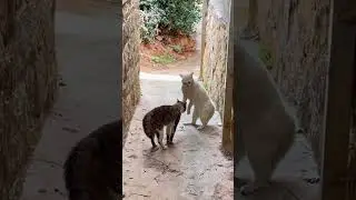 Funny Animals / Funny Cats / Evergreen Animals