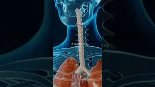 How to purify blood