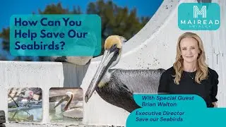 Expert Reveals How You Can SAVE Birds in Sarasota!