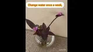 My Indoor Plants  series/Propagated  in water/Purple Heart Plant-Care &tips#purpleheartplant