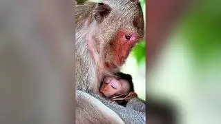 Rice for the Monkeys: A Unique Family Tradition
