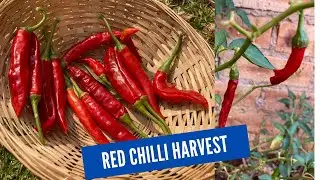 Red Chillies harvesting in our garden | 🌶 Pepper Harvest | Jacob&rsquo;s Kitchen