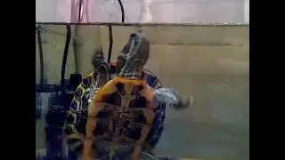 Красноухие черепахи- Turtle! Interesting