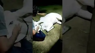 pal pal tote
