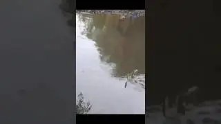 mancing melem tehnik nutul memang luar biasa sensasi nya.. #shorts
