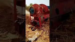Weizen Dreschen und Worfeln | 小麦脱粒和风选 | обмолот и веяние пшеницы | Wheat Threshing winnowing#shorts