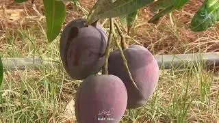 خطوة تهامية مع أجمل المناظر