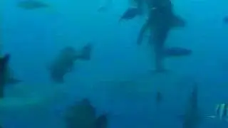 Diving: Beasts share Ocean with Beauties ... sharks & mandarin fish