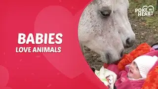 Babies Love Animals