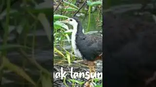 berikut ini suara pikat ruak ruak paling ampuh versi Babo Hunter