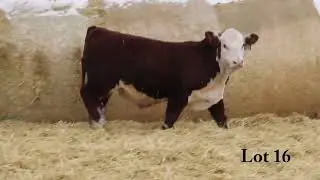 Lot 16 - 188J