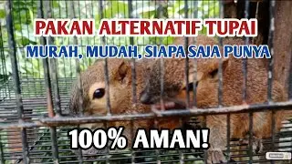 Memberi makan tupai kelapa menggunakan makanan alternatif