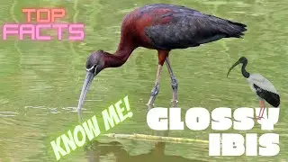Glossy Ibis facts🦩most widespread ibis species 😎
