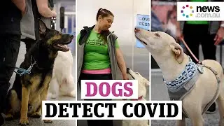 Dogs are our new weapon against COVID-19