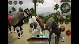 2 yeni gelen hayvanımız patof titan