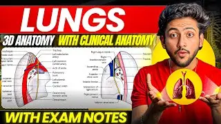 Thorax Anatomy - Lungs | MBBS 1st Year | Full Explanation With Exam Notes | MBBS World