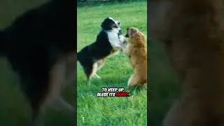 Furry Comedy Duo Antics #cat #dog #funnyvideo #shorts