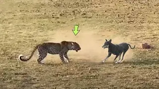 Daredevil Dogs Who Faced Danger
