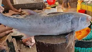 Giant RAWAS Fish Cutting Skills Live in Bangladesh Fish Market। Big Fish Cutting Bangladesh।