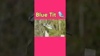 Blue Tit | Singing Blue Tit | the best bird sound | #shorts