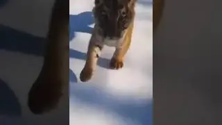 King of Forest #lion #king #avgaming #short #funnyvideo #comedyvideo