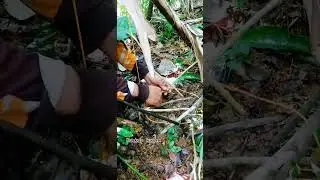 Wild animal hunting. Making a wild chicken trap. #kumanaphunter #everyone #wildlife #viral #nature 