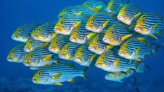 School of Fish : Mesmerizing Fish Schools :  Nature's Underwater Ballet|#fish #nature #oceanlife