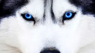Top 15 Most Beautiful Dogs Breeds in the World -  You Must See!
