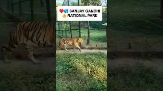 sanjay gandhi national park live tiger | live tiger 🐯 | tiger video | tiger shorts #trending #travel