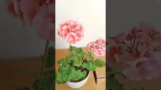 ЧТОБЫ ПЕЛАРГОНИЯ ЦВЕЛА ЕЩЁ ПЫШНЕЕ, ПОДКОРМИТЕ ЕЁ ЭТИМИ УДОБРЕНИЯМИ