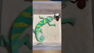 CHAMELEON vs GIANT ORB-WEAVER SPIDER #animalbattle