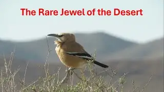 Rare bird of the Desert 