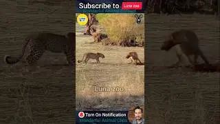 1 Wonderful Animal Clips you e 🐆LUNA  #animals #animalshort #animalclips