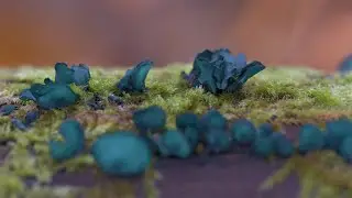Wood-decay fungi.