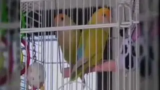 The Michigan Humane Society