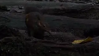 Large Treeshrew, Tupaia tana, Trus Madi, Sabah, Borneo, Malaysia, 21 May 2025 (2/2)