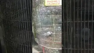 Pheasant in the Cage #pheasants #birds