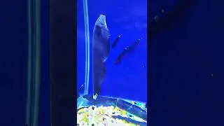 #fishpoem #fishtank #fishaquarium #hindirhymes #machlijalkiranihai