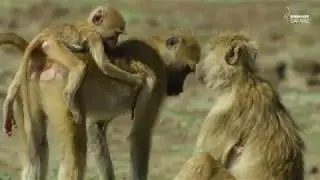 Safari Diaries: Baboon Society