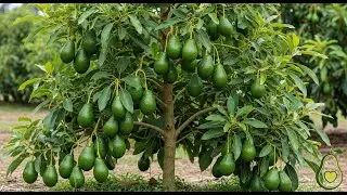 I Grow avocado in a 