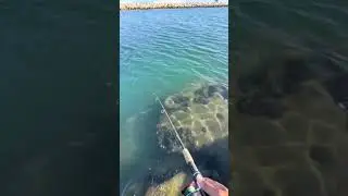 🤷 #thatsfishing #halibut #losangeles #california #saltwater #fishing