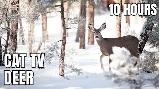 Winter Deer Calm Ambience for Pets & Humans | 10 Hours Soft Music | Cat TV